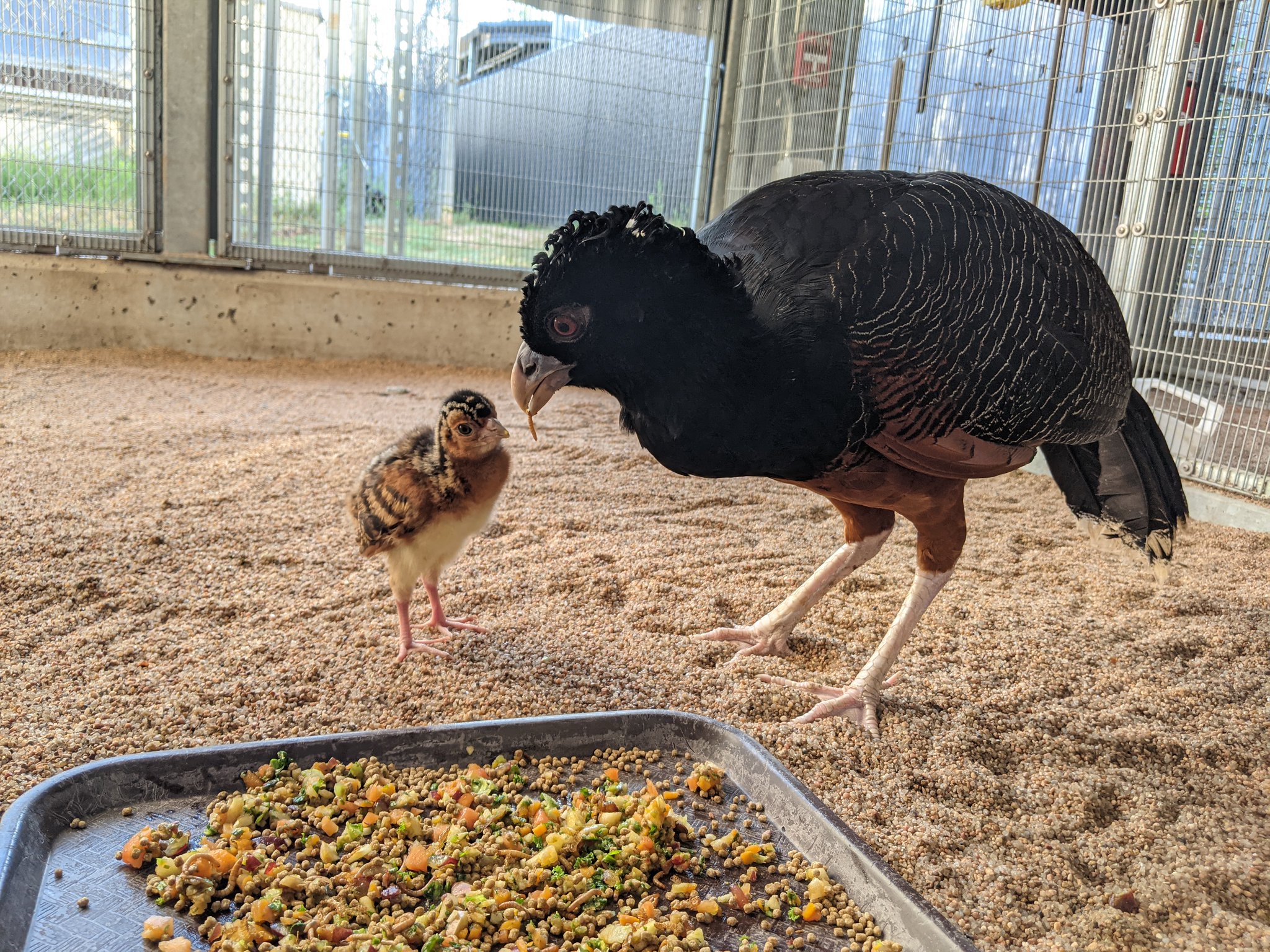 Houston Zoo on Twitter "The bluebilled curassow has been in our Zoo