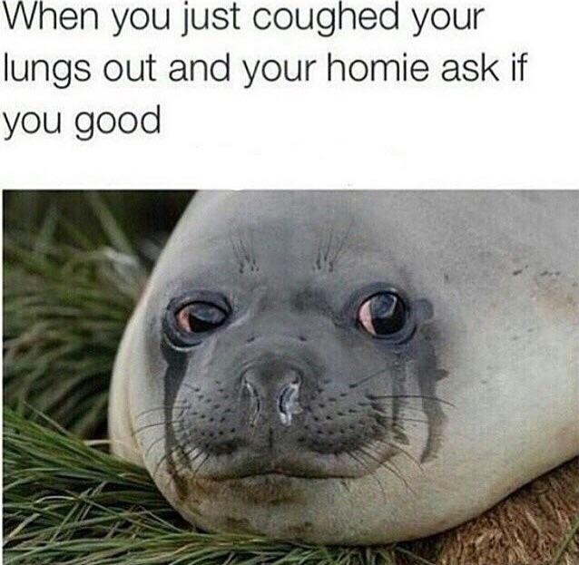 memes's tweet image. I'm *cough* ok.