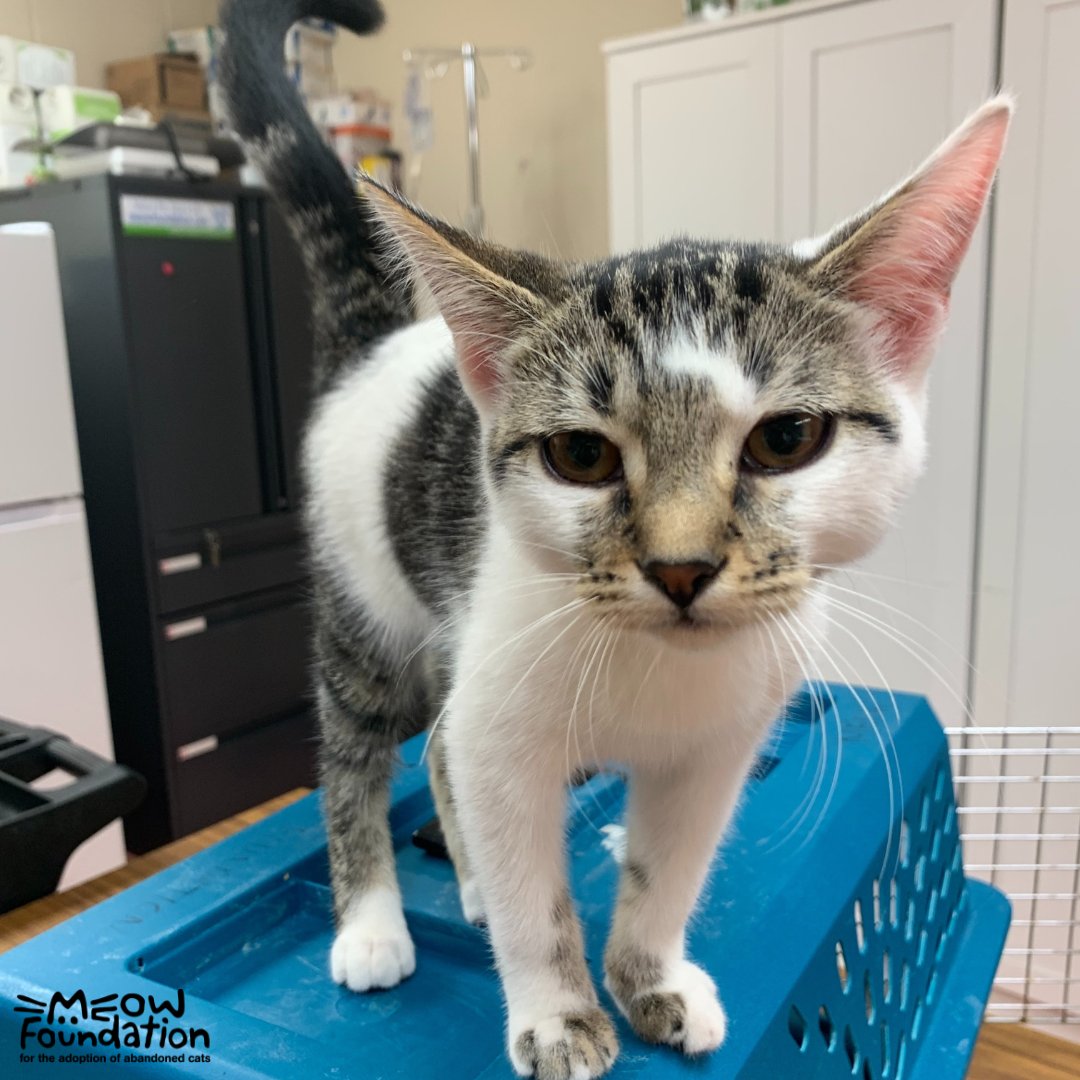 MEOWFoundation's tweet photo. Rescue and adoption isn't all we do! Our Cat Food Assistance Program ensures no cat goes hungry. If you're in temporary need of cat or kitten food, visit our website at https://t.co/LXTBXOGsw6 for more information on this program and to contact us ❤️ 🐾 #yyc #yycliving #catsofyyc https://t.co/I6kIH5TtkD