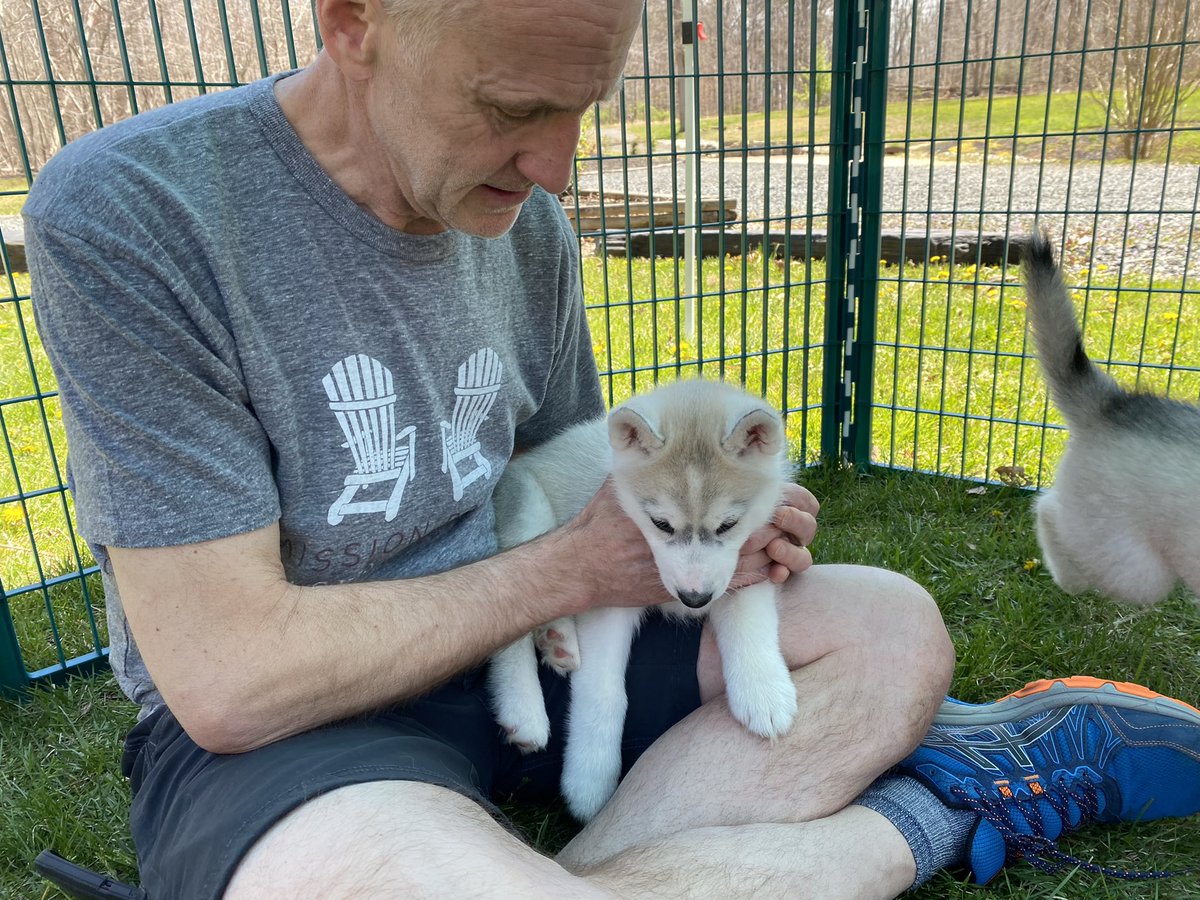 kld12's tweet photo. How it started… how it’s going ❤️
#LifeWithLeelanau 
#huskylife
#6weeks
#8weeks
#6mos https://t.co/pe2MUYrBKG
