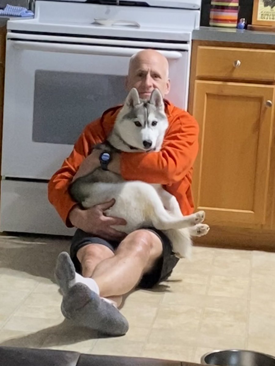 kld12's tweet photo. How it started… how it’s going ❤️
#LifeWithLeelanau 
#huskylife
#6weeks
#8weeks
#6mos https://t.co/pe2MUYrBKG