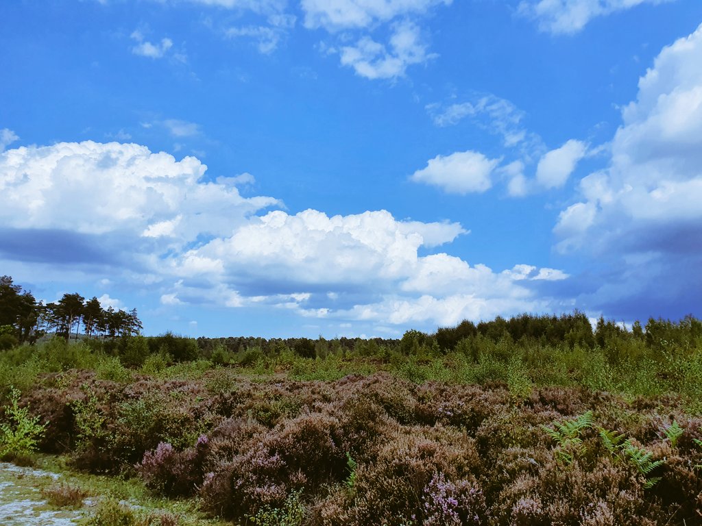 emily_s_skelton's tweet photo. #AHPsActive Day 27 - When you have the forest to yourself 🌲🌳 put headphones on 🎧 and run 🏃♀️#WeActiveChallenge #Surprise7km #GotLost https://t.co/CFvxmGaqBN