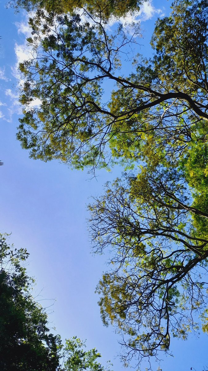 Sasa80217348's tweet photo. The hidden story of 🌲s
The trees must love the sky so much, that everyday it grows to try and reach it but, it can't.
It offers everything it could give but the sky doesn't notice.
It grows old and the tree dies but, the sky remains the same
#Locution
#spycytofuu
#Environment https://t.co/Juq6aUCsBF