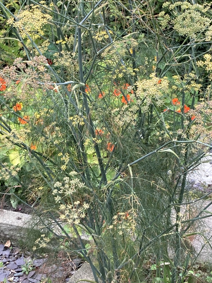 ValHindmarsh's tweet photo. Afternoon spent in garden in melancholic mood as the sun rose just that tiny bit later today & seemed to shine with a touch less power. Very little is left of the pears, but the jackdaws are happy! #seasons #morechange #atumnicoming https://t.co/Cy8nAVi9Vb
