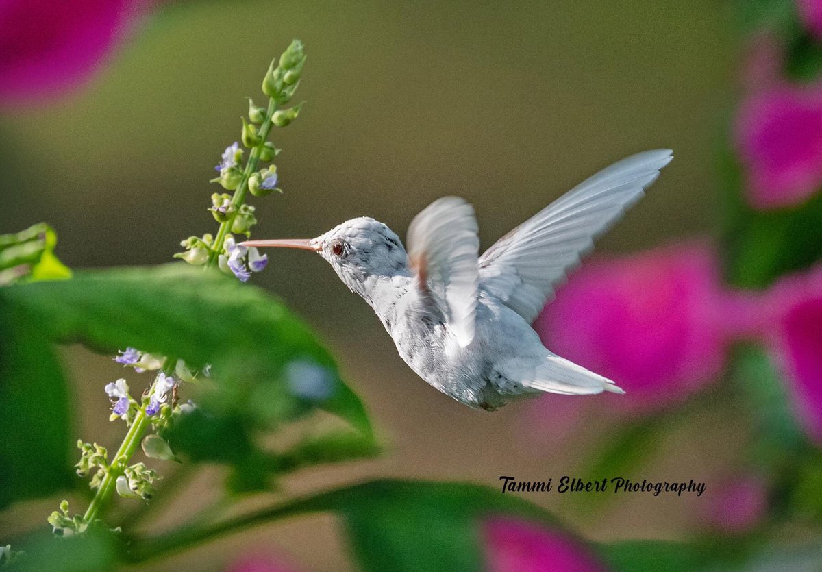 Tammi Elbert (@tammielbert) on Twitter photo Rare albino hummingbird in Washington MO.
#albinohummingbird #hummingbirds <a href="/yourtake/">Your Take</a> <a href="/USATODAY/">USA TODAY</a> <a href="/birdsblooms/">Birds & Blooms</a> #rarebird #washmo <a href="/NatGeoPhotos/">Nat Geo Photography</a> <a href="/NatGeo/">National Geographic</a> <a href="/MissouriLife/">Missouri Life Magazine</a> #birdsinflight #missouribirds <a href="/audubonsociety/">Audubon Society</a> <a href="/NWF/">National Wildlife Federation</a> <a href="/MDConserv314/">Missouri Dept. of Co</a> #rubythroathummingbird #nikonphotography Rare albino hummingbird in Washington MO.
#albinohummingbird #hummingbirds <a href="/yourtake/">Your Take</a> <a href="/USATODAY/">USA TODAY</a> <a href="/birdsblooms/">Birds & Blooms</a> #rarebird #washmo <a href="/NatGeoPhotos/">Nat Geo Photography</a> <a href="/NatGeo/">National Geographic</a> <a href="/MissouriLife/">Missouri Life Magazine</a> #birdsinflight #missouribirds <a href="/audubonsociety/">Audubon Society</a> <a href="/NWF/">National Wildlife Federation</a> <a href="/MDConserv314/">Missouri Dept. of Co</a> #rubythroathummingbird #nikonphotography
