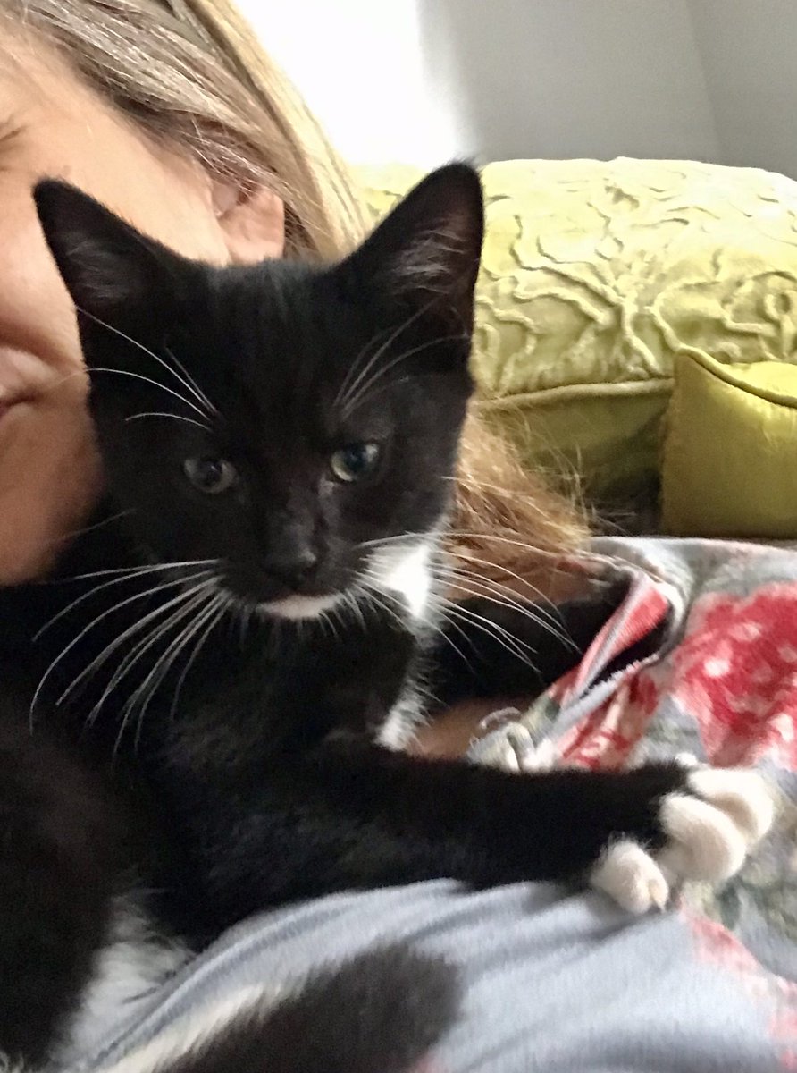amanda_isme's tweet photo. So magical to have you join us Angelica Bean #kittensrule https://t.co/9uyfgGqXsq