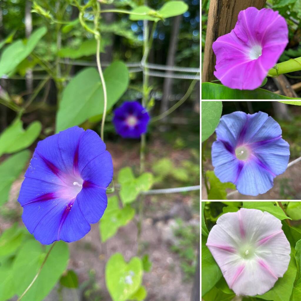 realmencrochet's tweet photo. Good #morningglory to you!
# https://t.co/6PSeHqtgmd https://t.co/QHzKpdP6G9