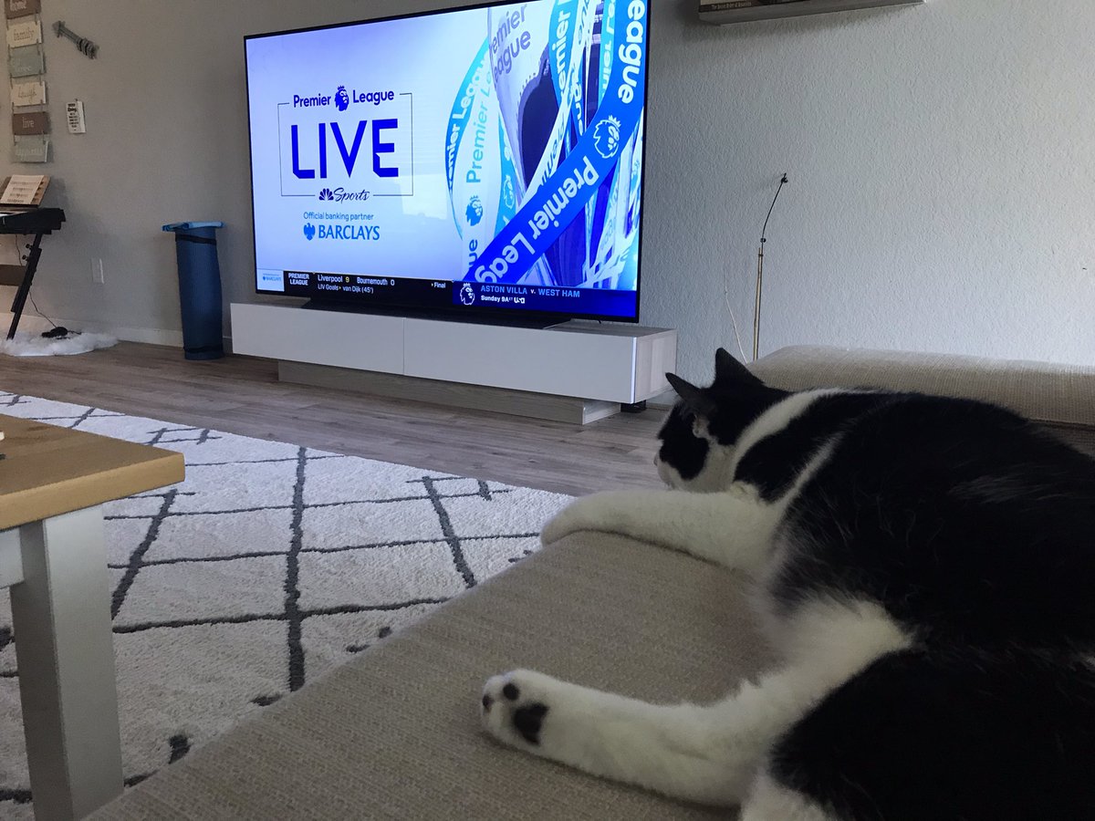 saldotwit's tweet photo. Our cat Rae is ready for the Arsenal game.
#MyPLMorning https://t.co/VUK3MC7cUK