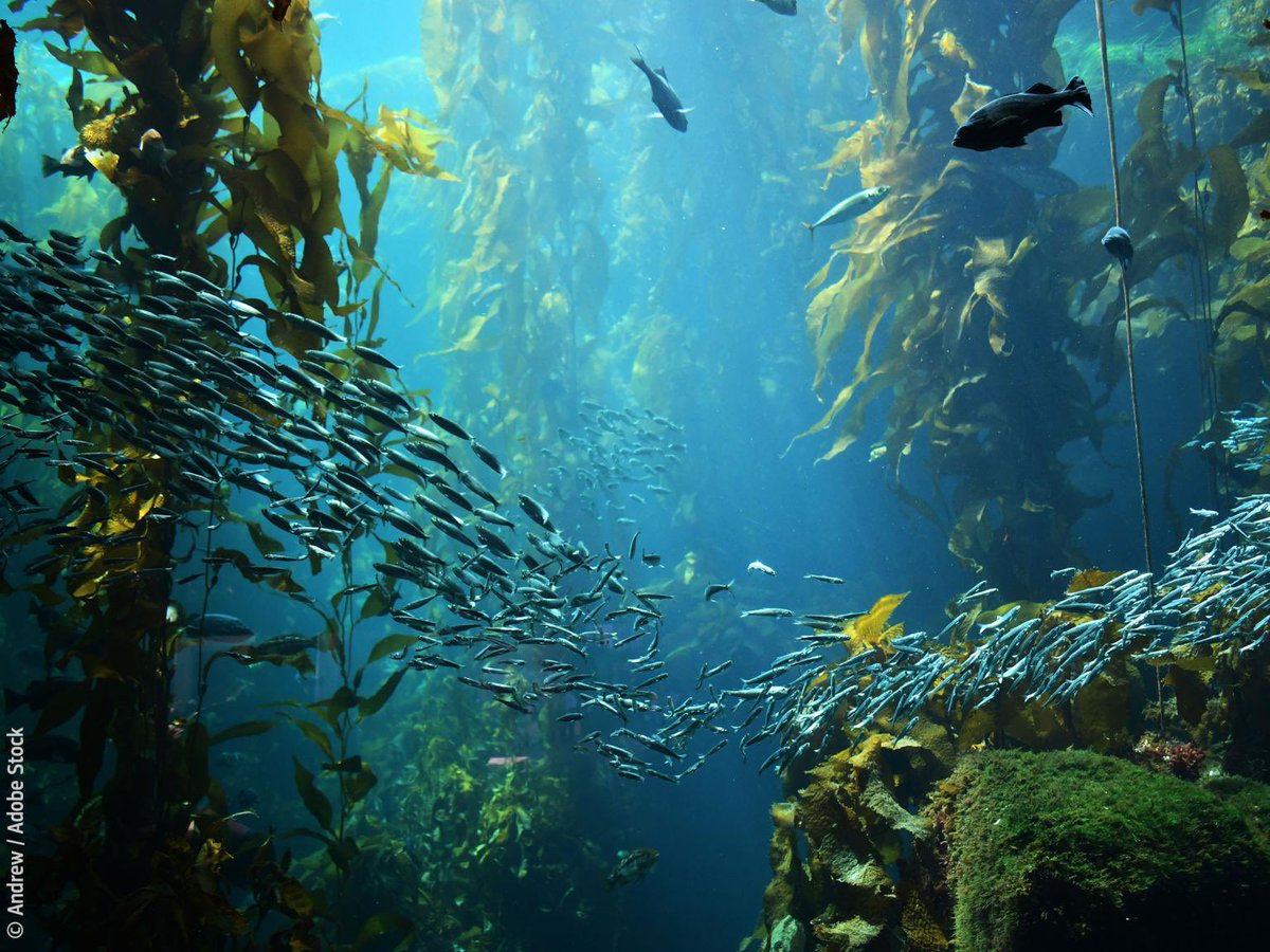 VSinkevicius's tweet photo. The negotiations regarding the @UN High Seas Biodiversity Treaty have not yet lead to a deal despite the EU’s significant efforts &amp; leadership.

The EU &amp; I personally will continue working to achieve what’s just &amp; necessary: protecting the world’s oceans.

https://t.co/mIkuqU85yg https://t.co/1dMgJOqcY4