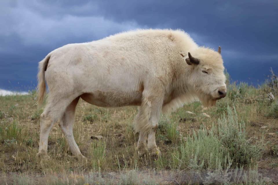 Lakota Man tweet media