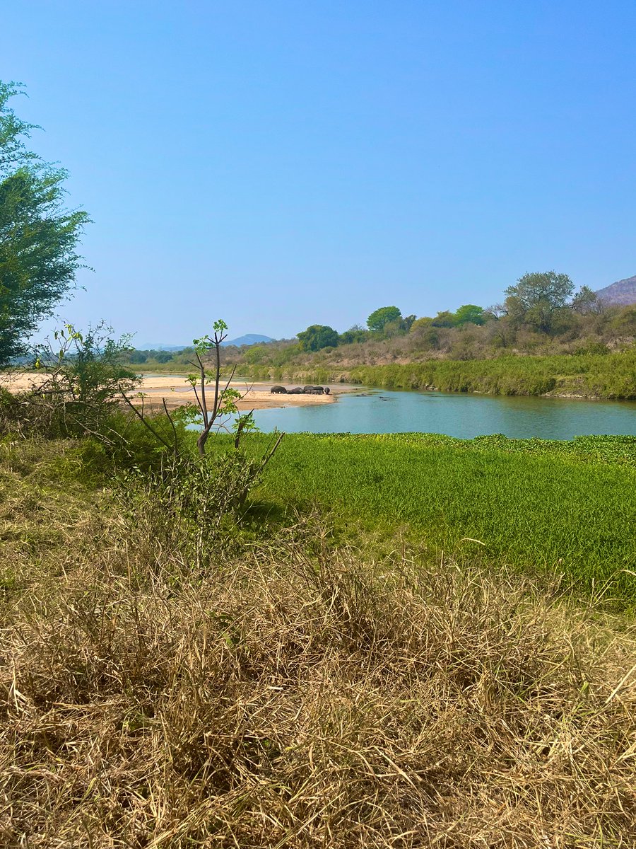 CJThurston's tweet photo. Seeing wild hippos by chance on our tea break perked up Saturday fieldwork 🌞 trying to absorb as much as I can whilst in South Africa. Let’s hope I get used to the heat! https://t.co/LkZRdflj0M