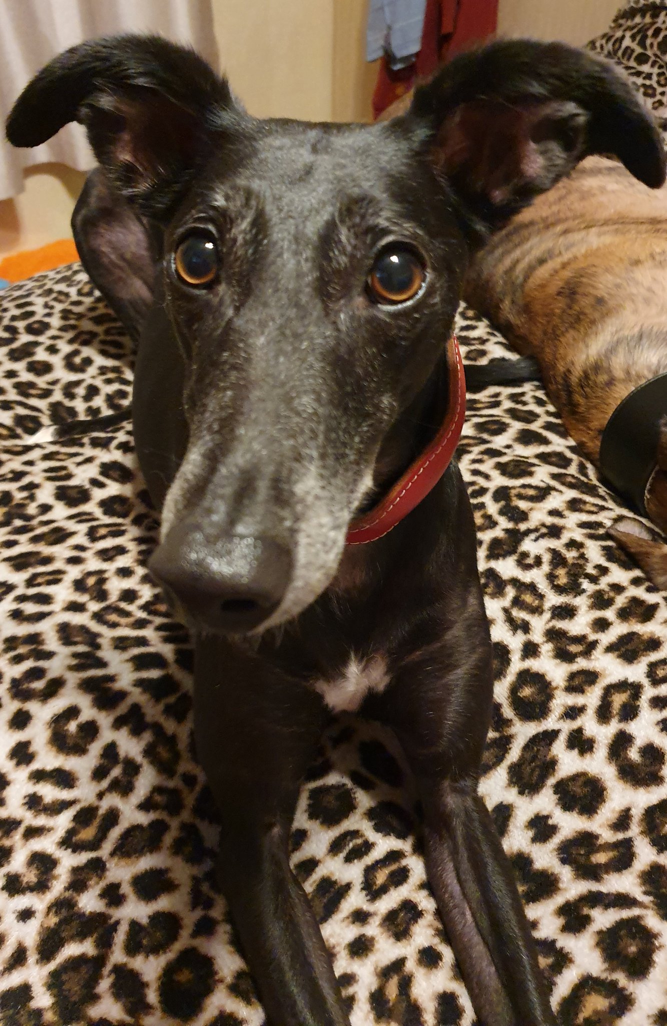 THE COCKNEY CREW on Twitter: 