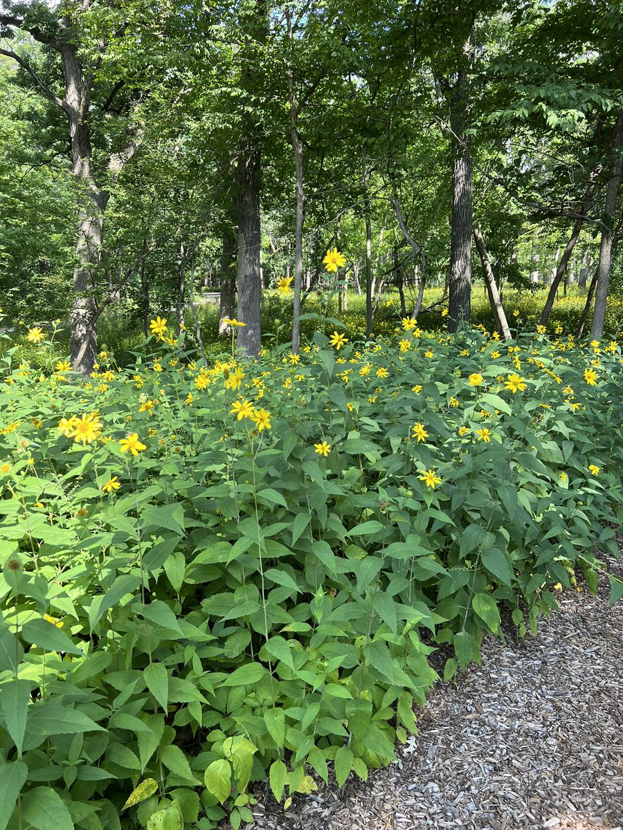 RobertaSweet15's tweet photo. @LakotaMan1 Pretty in a more subtle way-woodland sunflowers- native species in the Midwest that’s gently filling in areas where invasive species have been removed. Peace. https://t.co/iBrx77ApGx