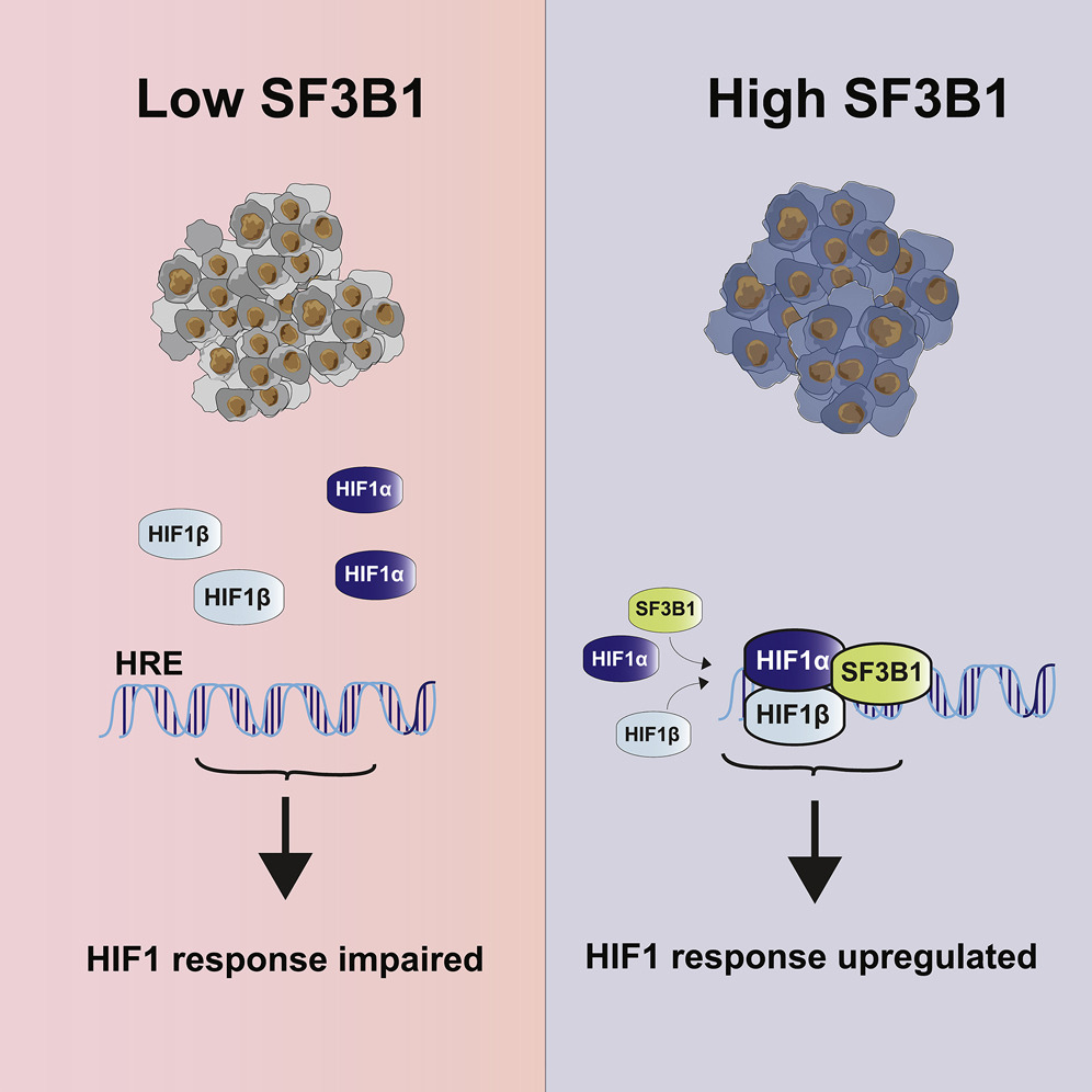 angelopirozzi3's tweet photo. 📢#PancreasTwitter

✅️Mutations in the #splicingfactor #SF3B1 drive tumor progression through the activation of cryptic splice sites in #PDAC
👉SF3B1 ⬆️binding of the HIF1 complex to hypoxia response elements (#HREs) to activate #tumorprogression

#PDAC

https://t.co/POtAJnZCR8 https://t.co/N0cw8Wlo9Z