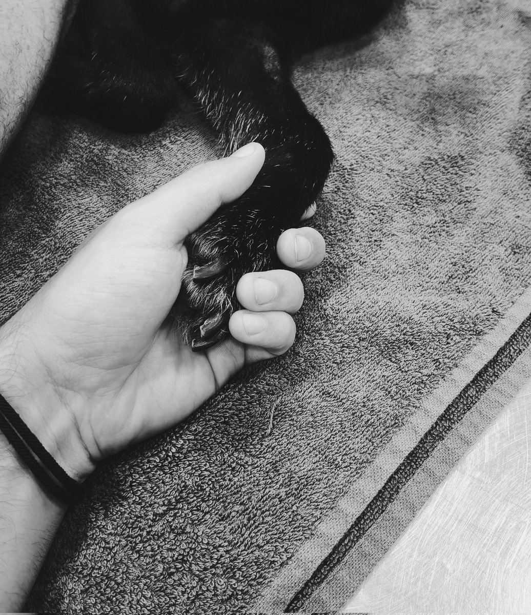 Hoy ha pasado su último día con nosotros. Hemos ido a la playa, a pasear por dónde íbamos siempre y a que tuviera su última comida. Se ha ido feliz, sin sufrir y muy tranquila sabiendo que vamos a estar bien.

Gracias por acompañarme todos estos años. Jamás te olvidaré Tinta 🤍