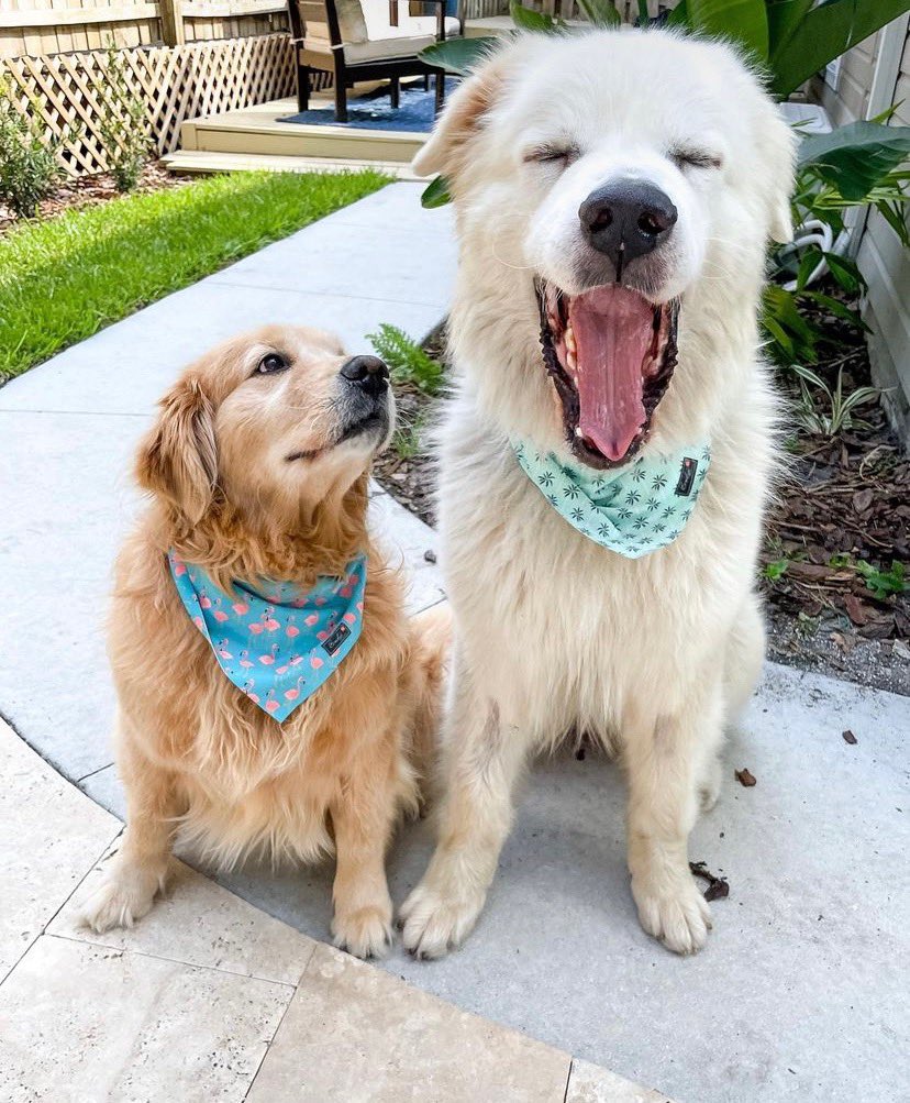 WeRateDogs tweet media