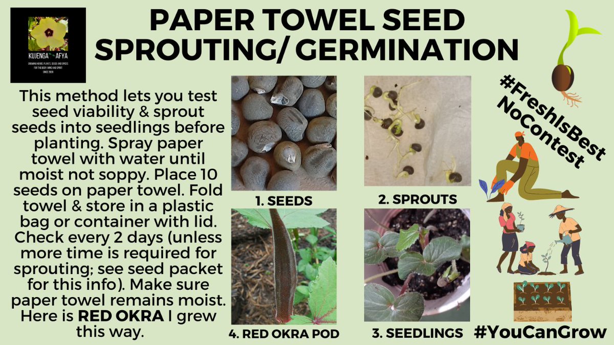 OKRA is in the Mallow plant family that includes Cotton &amp; Hibiscus which are all staples in Native Black American herbology. OKRA can be grown in 10+ gal 🪴pots w/ 1-3 plants per pot. Seeds grow easily in paper towels. Plants produce until 1st frost. #Gardening #Vegan #Plantbased