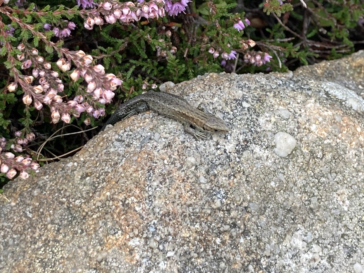 ZoeMerchantOT's tweet photo. Walking, climbing, scrambling &amp; lizard spotting in the #EdaleValley @PeakDistrictNT #AHPsActive #WeActiveChallenge2022 https://t.co/GuYAcADekG