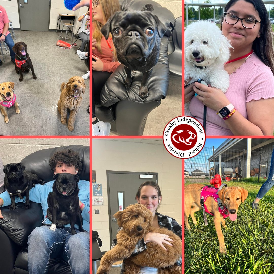 These faces! <a href="/CrosbyHigh/">Crosby High School</a>'s CTE program, includes a student-run doggie daycare business. The pre-vet students love their furry friends.🐶 🐾 
youtube.com/watch?v=eaxuPc…
#BetterTogether