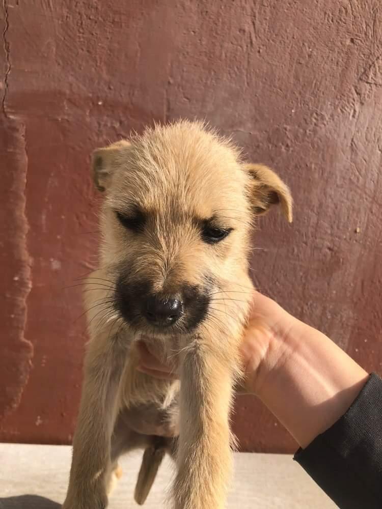 AnimalParaiso's tweet photo. Cachorritos rescatados en adopción, son súper lindos y regalones, disponibilidad de entrega inmediata para Viña del Mar o comunas cercanas.

Contacto al celular +56 9 7519 1383.

Favor RT. https://t.co/o35FPZ9K8d