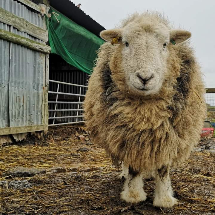 FARS_sanctuary tweet media