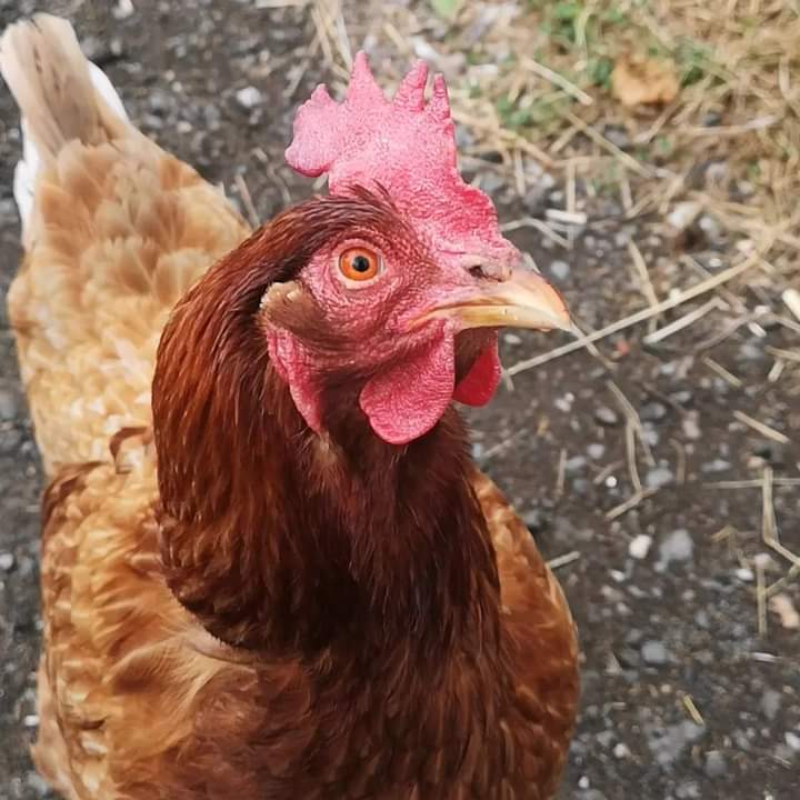 FARS_sanctuary tweet media