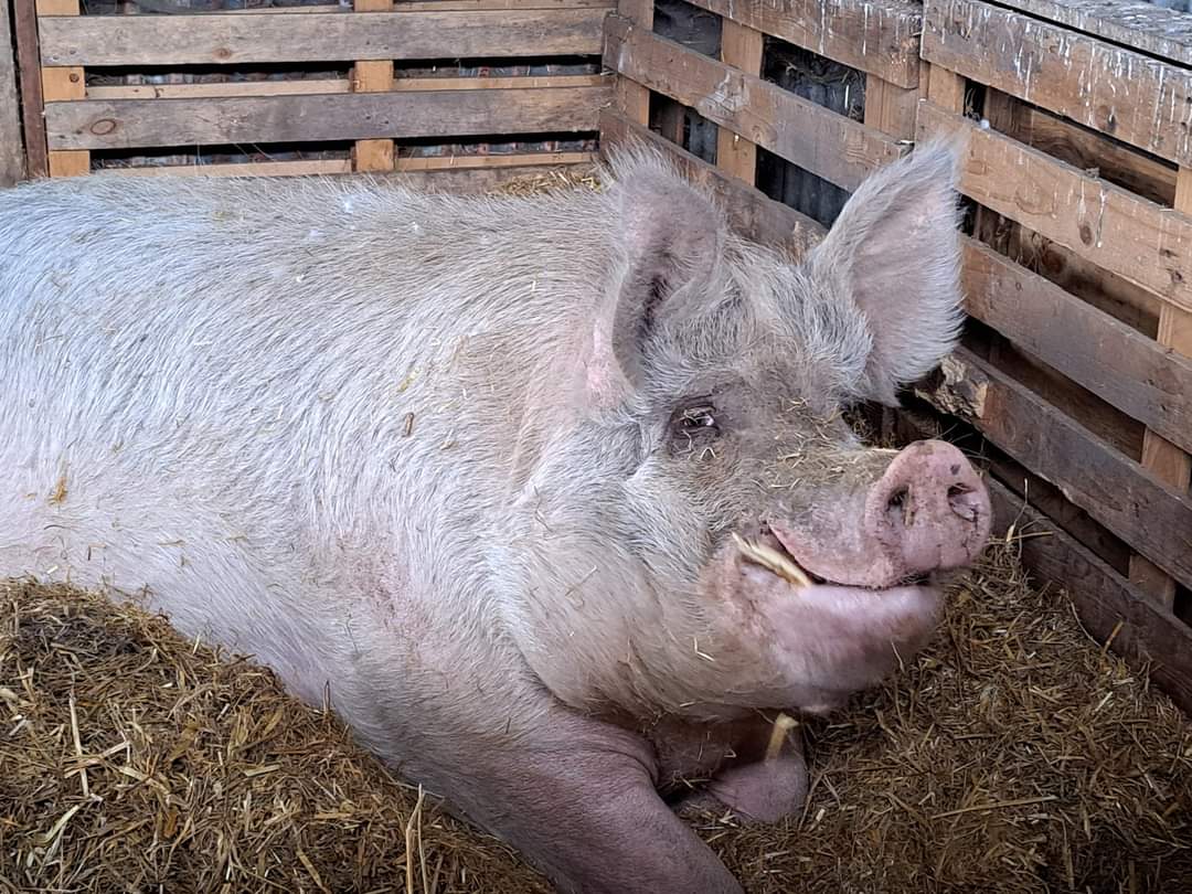 FARS_sanctuary tweet media