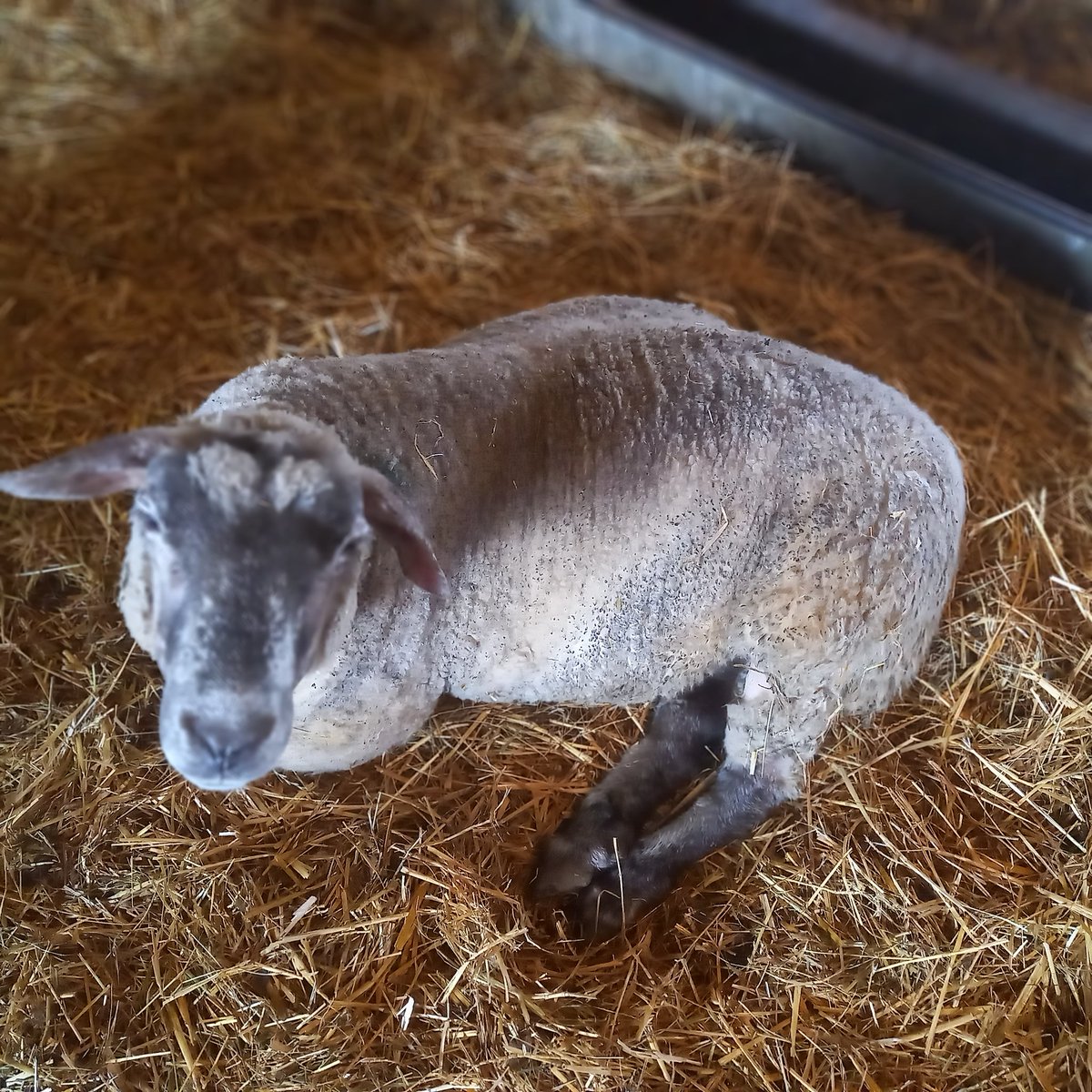 FARS_sanctuary tweet media