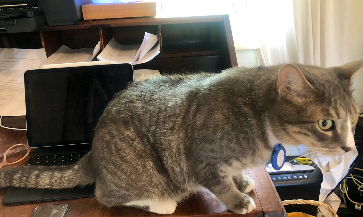 I DARE you to move my tail! 

#gradschool 

 #Caturday #TheCatsWeTweet