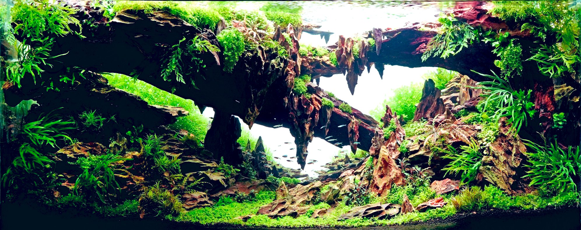 Aquarium TALLMAN(アクアリウム トールマン) on X: Aquarium TALLMAN(アクアリウム トールマン) on X: