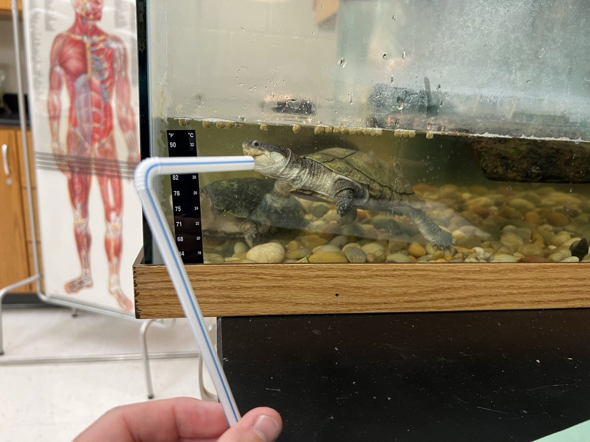 KettleRunMUN's tweet photo. @KettleRunMUN Making History with The Largest Turnout Ever for a 1st Official Meeting of the Year! Packed House for The Turtle vs Plastic Straws Public Speaking Debate. No Turtles Were Harmed During The #KettleMUNFUN @KettleRunNews @FCPS1News Join Us Every Friday #MUNisLife #MUN https://t.co/u32vsVENNE