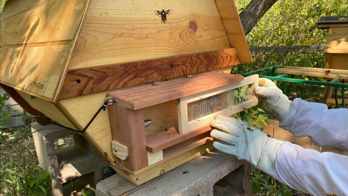 beeguardian's tweet image. Bee Proactive for your Bees - The Robber Bee Scout Trap® is designed to stop #robbing from ever beginning

An attachable device for #Cathedral Hive™, #Langstroth, Top Bar hives that protects #beehives from robbing, yellow jackets by trapping them 
 mailchi.mp/backyardhive.c…