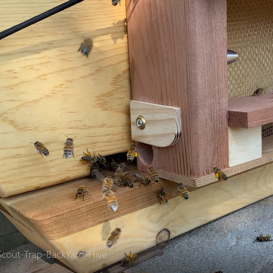 beeguardian's tweet image. Bee Proactive for your Bees - The Robber Bee Scout Trap® is designed to stop #robbing from ever beginning

An attachable device for #Cathedral Hive™, #Langstroth, Top Bar hives that protects #beehives from robbing, yellow jackets by trapping them 
 mailchi.mp/backyardhive.c…