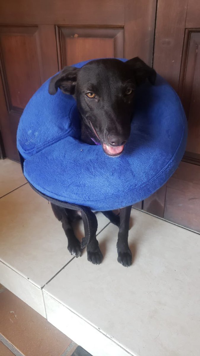 Fridaaa109's tweet photo. Perrita de 6 meses en adopción. Se entrega esterilizada. Tenia una lesión en la pata pero esta ya recuperada. Únicamente recuperandose de operación de esterilización. Mas información inbox. Ayuda con un RT @Beryz10 @dinosafie https://t.co/eF7aQr4BQ1