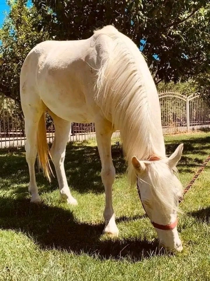 _MichGreat's tweet photo. "I was abandoned like a trash by the wrong people, then the right people found me and treated me like a treasure. So I showed them what a treasure I am."
These pictures are full of hope, there is still a chance for humanity🐴🥰
©️ @FrencHMonTanA
#MichGreat https://t.co/jrRRt9mGHR