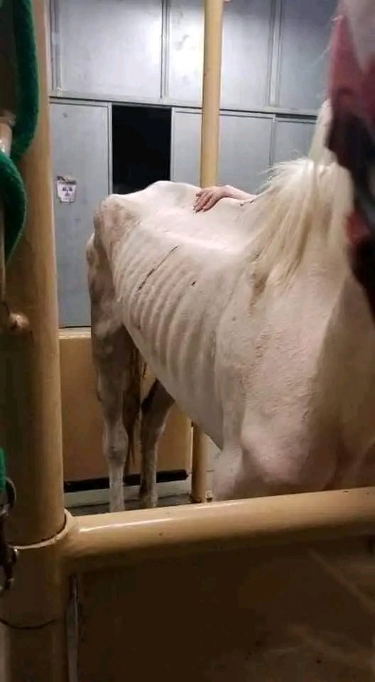 _MichGreat's tweet photo. "I was abandoned like a trash by the wrong people, then the right people found me and treated me like a treasure. So I showed them what a treasure I am."
These pictures are full of hope, there is still a chance for humanity🐴🥰
©️ @FrencHMonTanA
#MichGreat https://t.co/jrRRt9mGHR