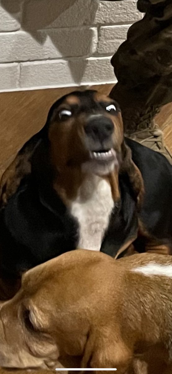 Emilydearingg's tweet photo. Somebody please caption my dog https://t.co/8GG0X5nTHZ