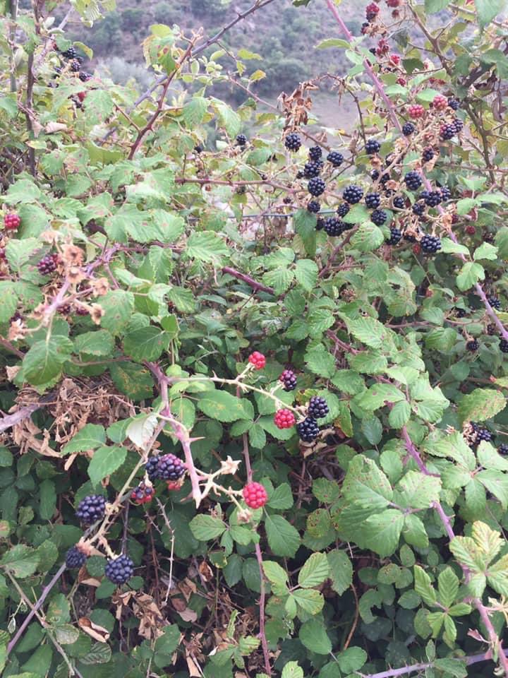 GeronimiJosepha's tweet photo. Quandu seraghju più grande
Vogliu fà u mo giardinu
Suminacci i mo sogni
Annacqualli à fantesia
È pè pagà i mo legumi
Mi ferete una puesia
Puesia di legumi
Fantesia di i mo sogni.
#upedanu #petralba #ucanale https://t.co/qhVjjPEvZt