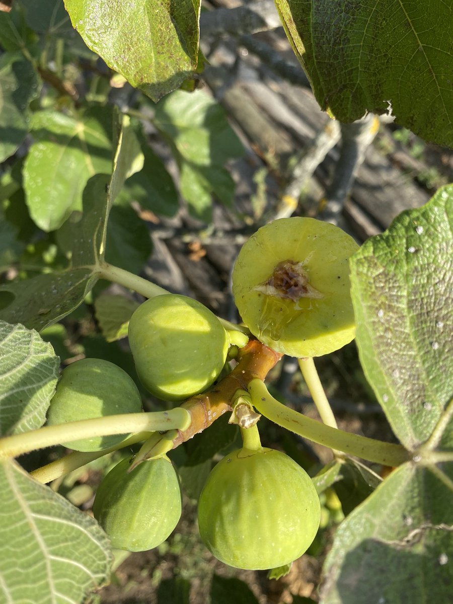 GeronimiJosepha's tweet photo. Quandu seraghju più grande
Vogliu fà u mo giardinu
Suminacci i mo sogni
Annacqualli à fantesia
È pè pagà i mo legumi
Mi ferete una puesia
Puesia di legumi
Fantesia di i mo sogni.
#upedanu #petralba #ucanale https://t.co/qhVjjPEvZt