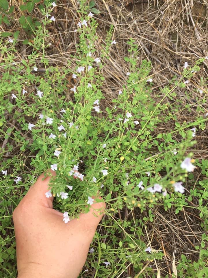 GeronimiJosepha's tweet photo. Quandu seraghju più grande
Vogliu fà u mo giardinu
Suminacci i mo sogni
Annacqualli à fantesia
È pè pagà i mo legumi
Mi ferete una puesia
Puesia di legumi
Fantesia di i mo sogni.
#upedanu #petralba #ucanale https://t.co/qhVjjPEvZt