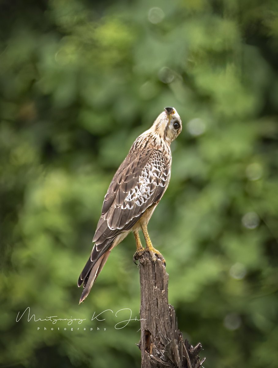 Mrityunjoykjha's tweet photo. Zara sa ghoom loon mein -perching  on adried tree, the White-eyed buzzard (Butastur teesa),in an Exorcist style display of flexibility, saw us &amp; rotated its neck,perhaps to get better view of us.
#birdsphotography #RaptorsofIndia #Whiteeyedbuzzard @NatGeoPhotos #BBCWildlifePOTD https://t.co/wocFuJTwHg