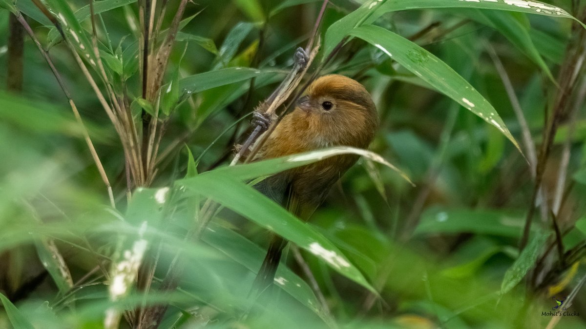 Check my Trip Report, How I saw Fulvous Parrotbills #Rare in #India mohitsclicks13.blogspot.com/2022/08/BWwest… #IndiAves #nature #TwitterNatureCommunity #blogger #birdphotography #wildlife #traveler @mharshaips @vivek4wild #ThePhotoHour #travel #wildlife #birds #BirdsSeenIn2022 @birdsoftheworld