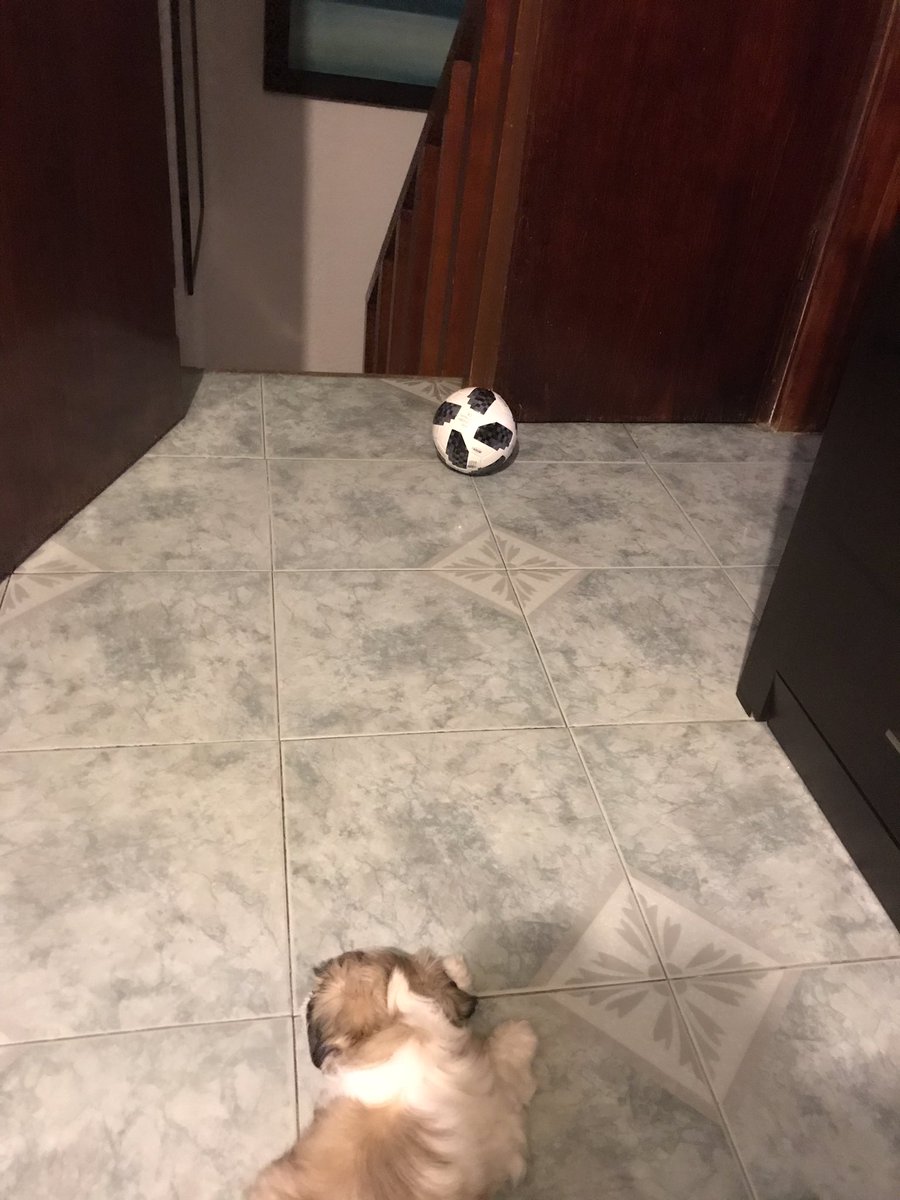 AlexMadriga1's tweet photo. @Chivas @calientesports IG alexmadrigaln #MásAcciónMásDiversión🔥 hasta el Perro está listo para jugar fútbol https://t.co/l737kOUeh9