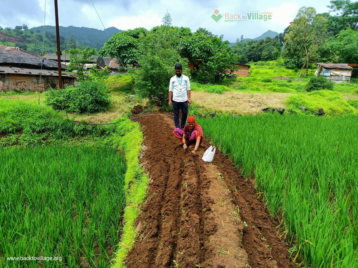 Desi variety of Pawata (Lima Beans) being sown on the bund of paddy farm. The photo was taken by our ground team during their regular farm visits.
The project on Preservation and Promotion of #DesiSeeds &amp; Plants is being assisted by <a href="/mngl_in/">Maharashtra Natural Gas Ltd.</a>.
#BackToVillage #NaturalFarming