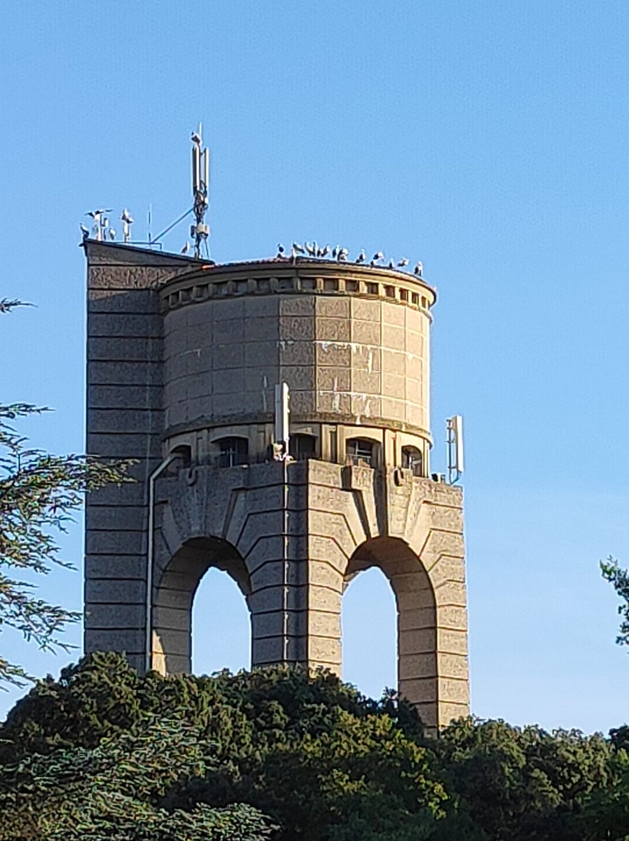 Les cigognes font escale à Castries sur la route de l'Espagne et de l'Afrique. #cigognes #castries #occitanie