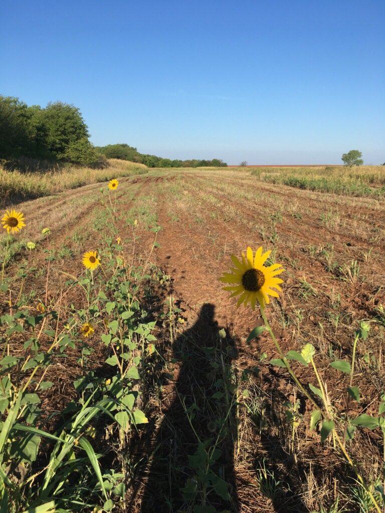 SuzieQuackers2's tweet photo. We find the #BuffetLine for Sep 1 Dove Opener. Hope they hang around another week! Thank You ๐๐๐โฆ@OKWildlifeDeptโฉ https://t.co/GjaAm5jW9z