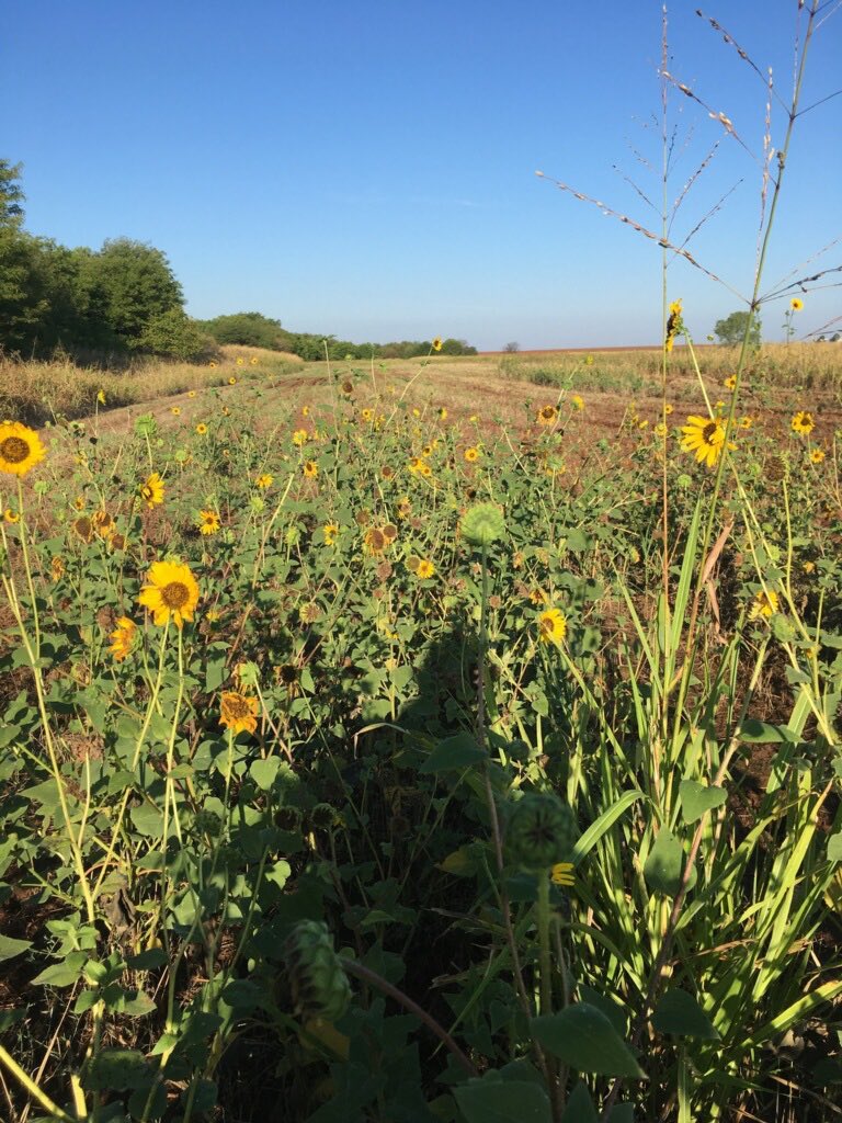 SuzieQuackers2's tweet photo. We find the #BuffetLine for Sep 1 Dove Opener. Hope they hang around another week! Thank You ๐๐๐โฆ@OKWildlifeDeptโฉ https://t.co/GjaAm5jW9z