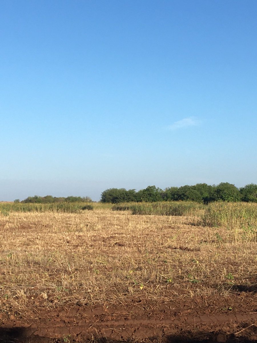 SuzieQuackers2's tweet photo. We find the #BuffetLine for Sep 1 Dove Opener. Hope they hang around another week! Thank You ๐๐๐โฆ@OKWildlifeDeptโฉ https://t.co/GjaAm5jW9z