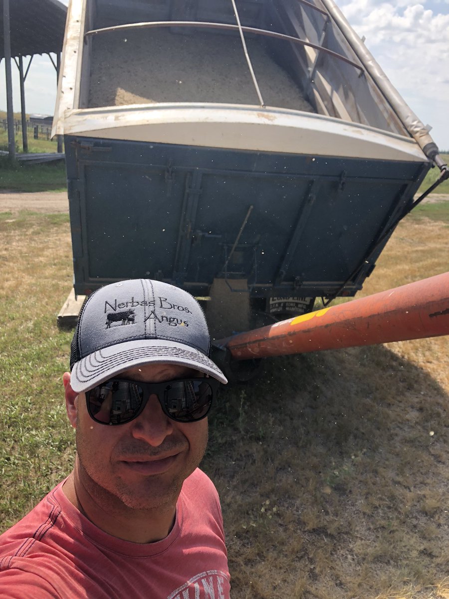 MLBOrganics's tweet photo. We have not started harvest yet at Boulanger Farms - plan to swath some organic oats next week. Was helping the neighbour out this past Monday…. #fallrye #9500 #9610 #1977tagaxle https://t.co/KRdRyC8vcl