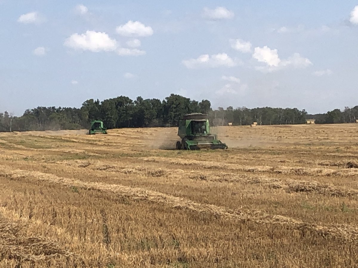 MLBOrganics's tweet photo. We have not started harvest yet at Boulanger Farms - plan to swath some organic oats next week. Was helping the neighbour out this past Monday…. #fallrye #9500 #9610 #1977tagaxle https://t.co/KRdRyC8vcl